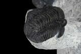 Two Detailed Gerastos Trilobite Fossils - Morocco #119012-10